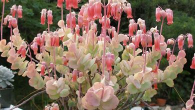 como plantar kalanchoe fedtschenkoi