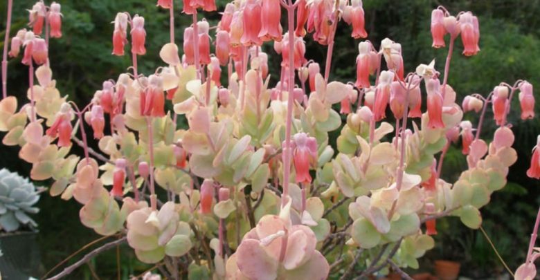 como plantar kalanchoe fedtschenkoi