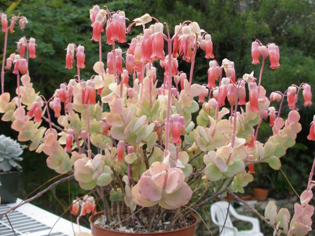 como plantar kalanchoe fedtschenkoi