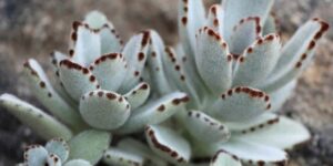 como plantar kalanchoe tomentosa