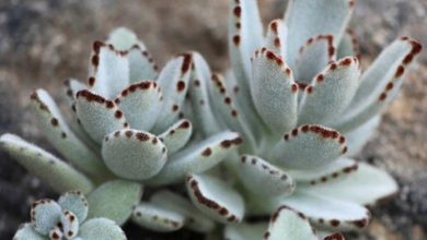 como plantar kalanchoe tomentosa