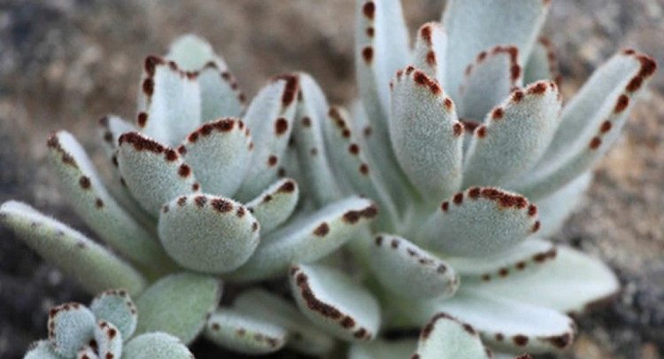 como plantar kalanchoe tomentosa