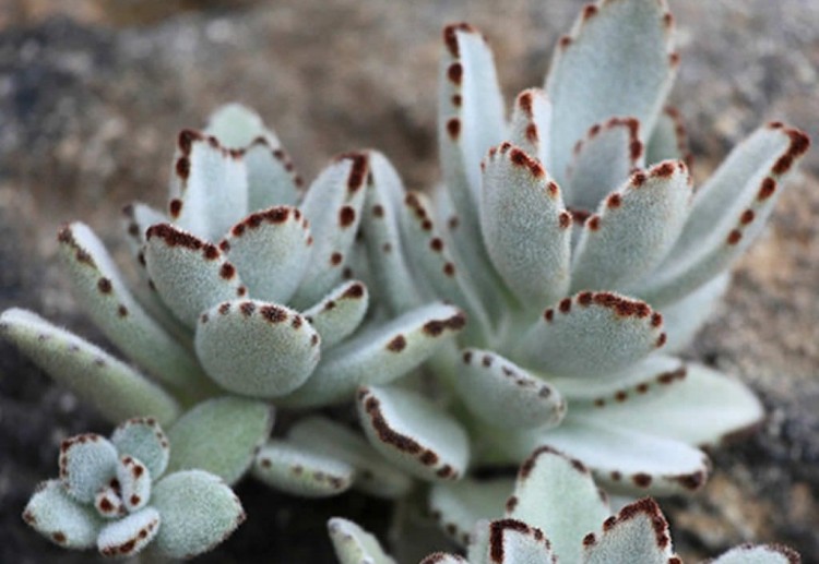 como plantar kalanchoe tomentosa