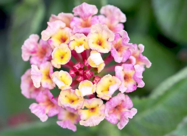 como plantar lantana