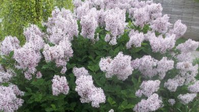 como plantar lilas coreano