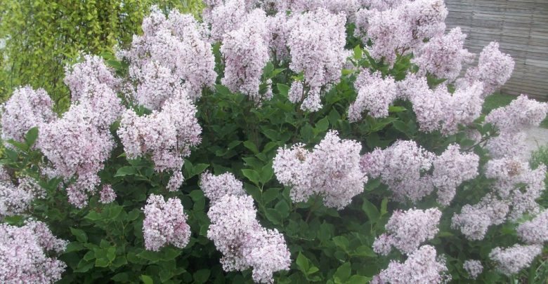como plantar lilas coreano