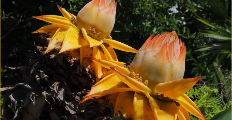 como plantar lótus dourada