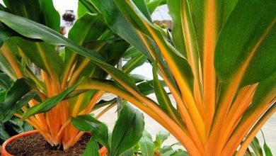 como plantar lumina