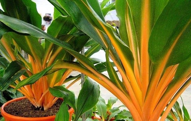 como plantar lumina