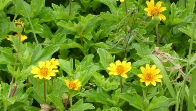 como plantar margaridao