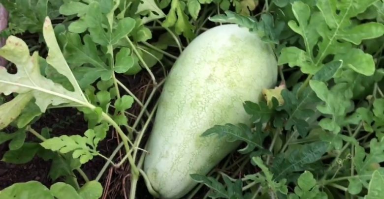 como plantar melancia charleston gray super