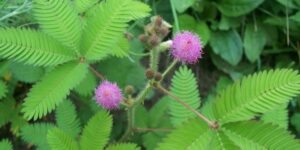 como plantar mimosa pudica