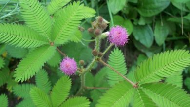 como plantar mimosa pudica