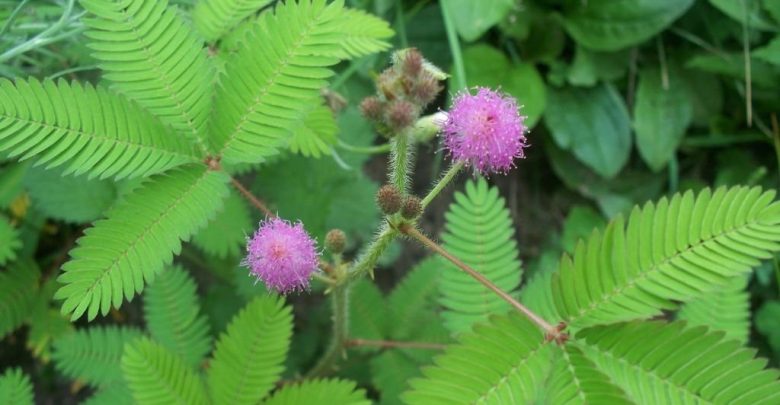 como plantar mimosa pudica