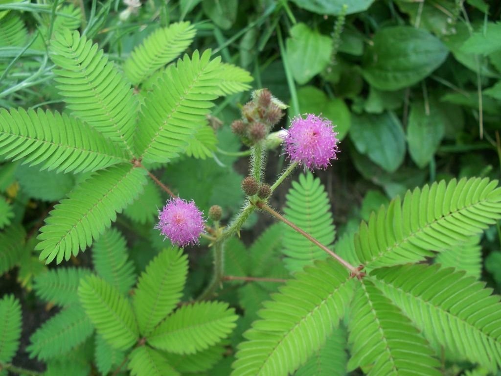 como plantar mimosa pudica