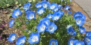 como plantar nemophila menziesii