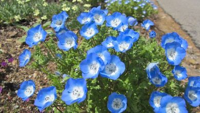 como plantar nemophila menziesii
