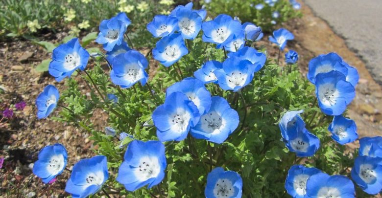 como plantar nemophila menziesii