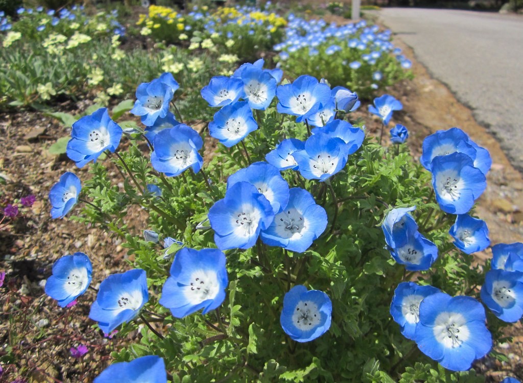 como plantar nemophila menziesii