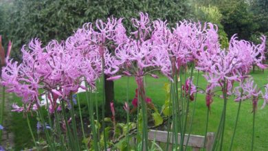 como plantar nerine