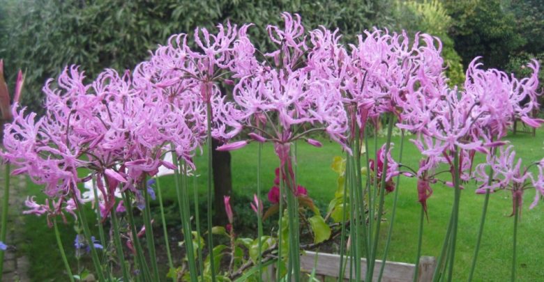como plantar nerine