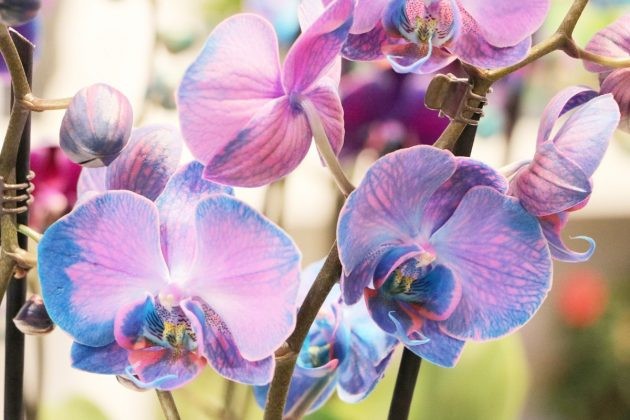 como plantar orquidea borboleta