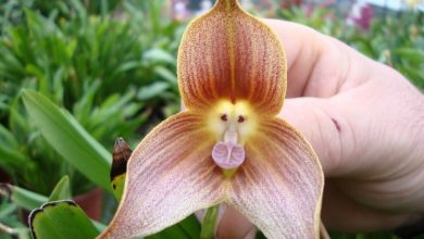 como plantar orquidea cara de macaco