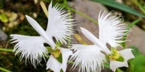 como plantar orquídea garça branca