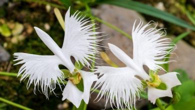 como plantar orquídea garça branca