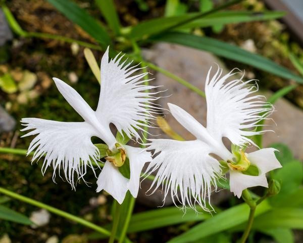 como plantar orquídea garça branca