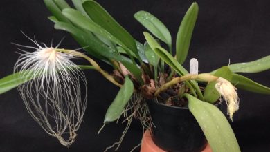 como plantar orquidea medusa