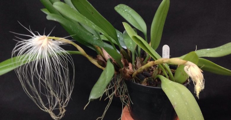 como plantar orquidea medusa