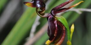 como plantar orquidea pato voador