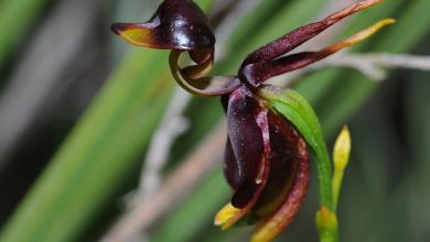 como plantar orquidea pato voador