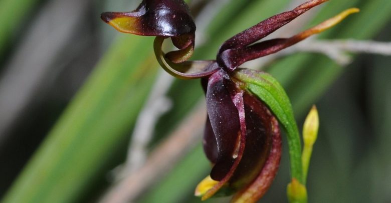 como plantar orquidea pato voador