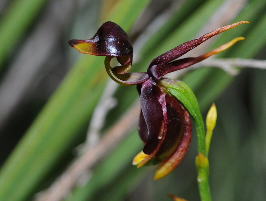 como plantar orquidea pato voador