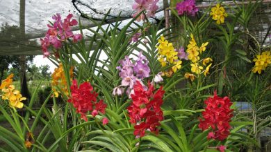 como plantar orquidea vanda