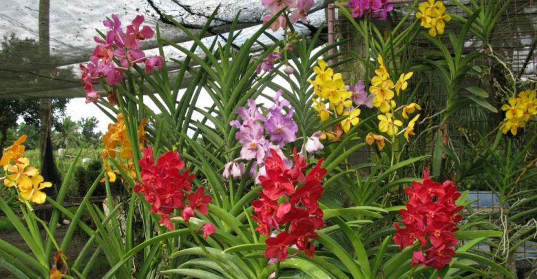 como plantar orquidea vanda