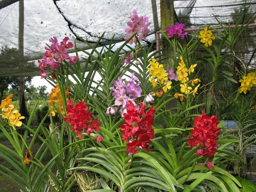 como plantar orquidea vanda