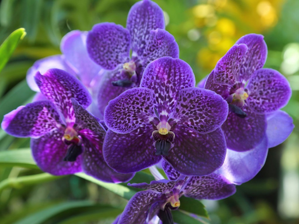 como plantar orquidea vanda