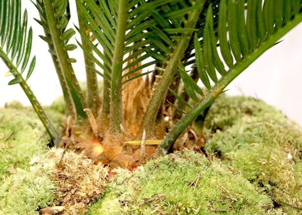 como plantar palmeira cica