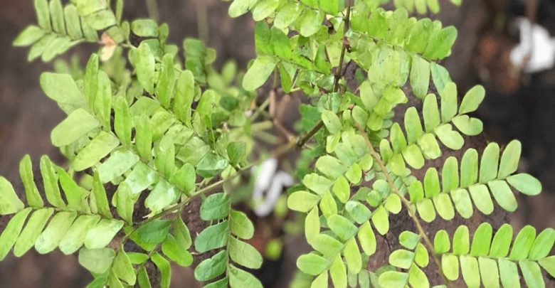 Como plantar pau-brasil