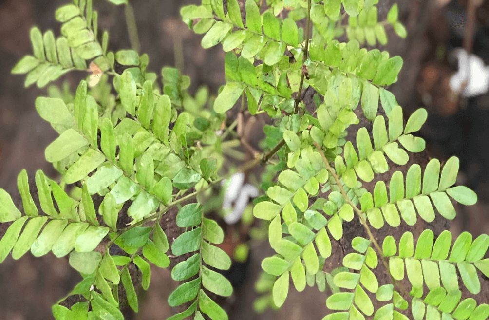 Como plantar pau-brasil