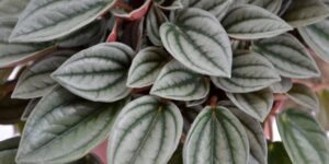 como plantar peperomia albovittata