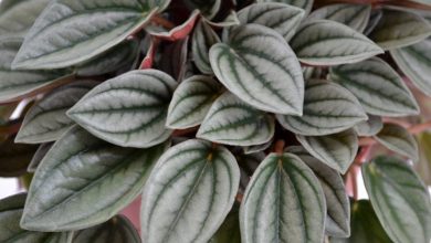 como plantar peperomia albovittata
