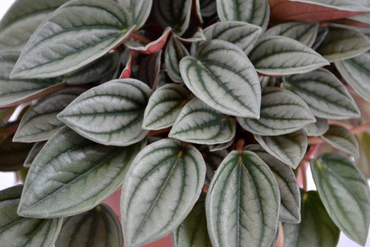 como plantar peperomia albovittata