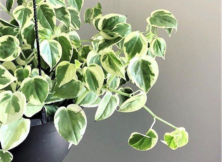 como plantar peperomia serpens