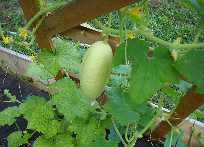 como plantar pepino branco