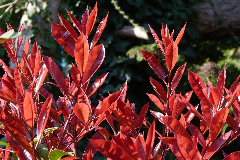 como plantar photinia