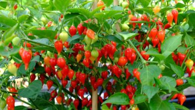 como plantar pimenta biquinho